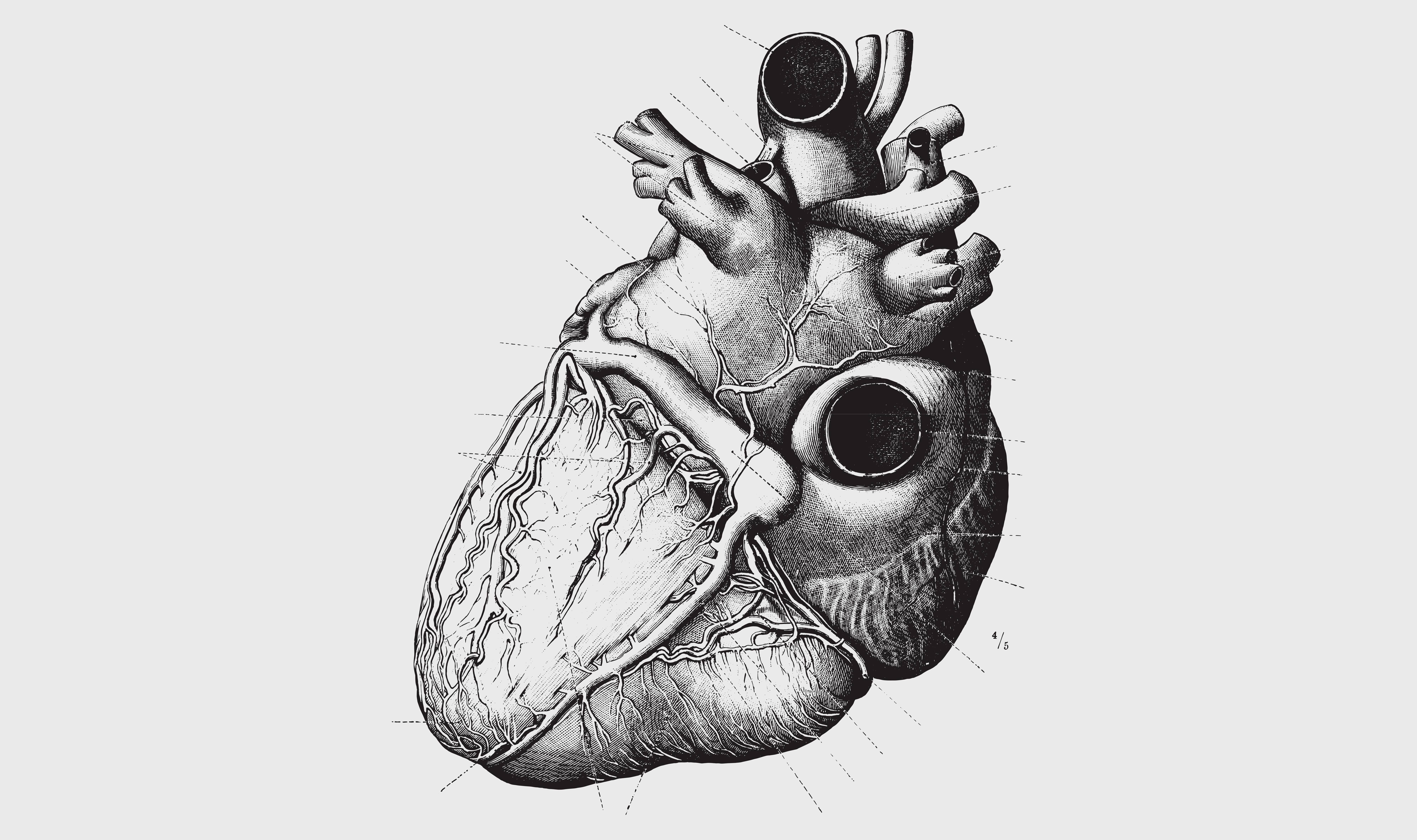 William Harvey 'ontdekt' de bloedsomloop en het belang van het hart om het bloed voort te stuwen en te laten circuleren.